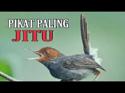 SUARA PIKAT PRENJAK PALING AMPUH