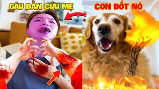 Thú Cưng Vlog | Chó Gâu Đần Golden Troll Mẹ #34 | Chó golden vui nhộn | Funny pets smart dog