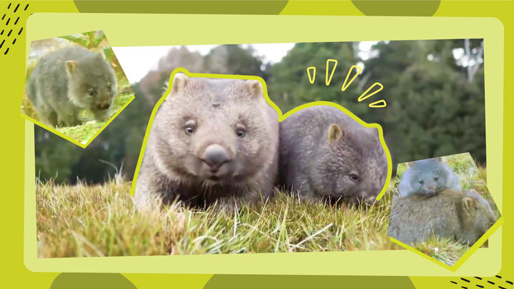 The cute wombats of Australia