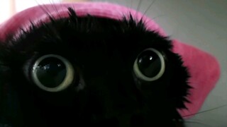 Si landak laut asli datang melapor! (Pakaikan kucing topi mandi kecil yang lucu, dia akan mau mandi 