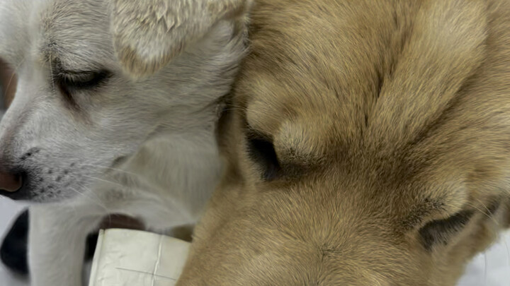 ทีมวอวอมาขอทานหม่าล่าถังอีกแล้ว