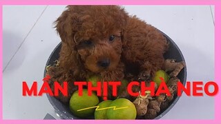 Món ngon mỗi ngày | Poodle hấp nước dừa #poodle #monngonmoingay #pets