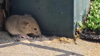 Poor little mouse got kicked to death in one kick!