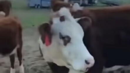 Wajahnya sampai pucat pasi kaget!