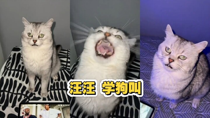 Khi mèo con học được cách sủa như chó, chẳng khác gì rap có beat伴奏.