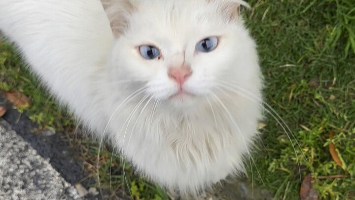 Stray Cat: So many people just patted my head and walked away—only you took me home.