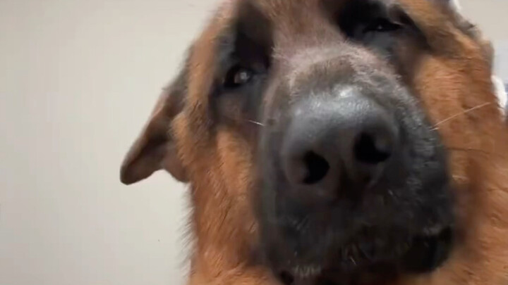 Police Dog: Just issue the report already—like I’m supposed to understand it or something.