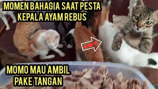 Masya Allah Momen Bahagia Kucing Cats Lovers Tv Pesta Makan Kepala Ayam Menyambut Kucing Piping.!