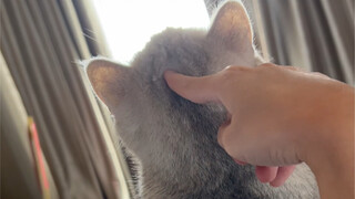 Never let your cat into the bed!