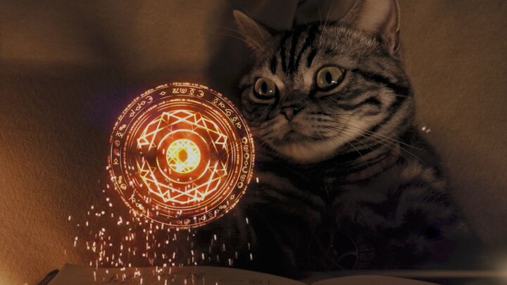 【Thanos Diary 03】When my cat turns into Doctor Strange