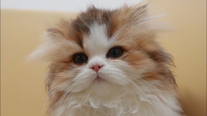 Candidly filmed a little milk kitten pooping—every muscle in its body is straining!