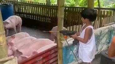 mini farmer