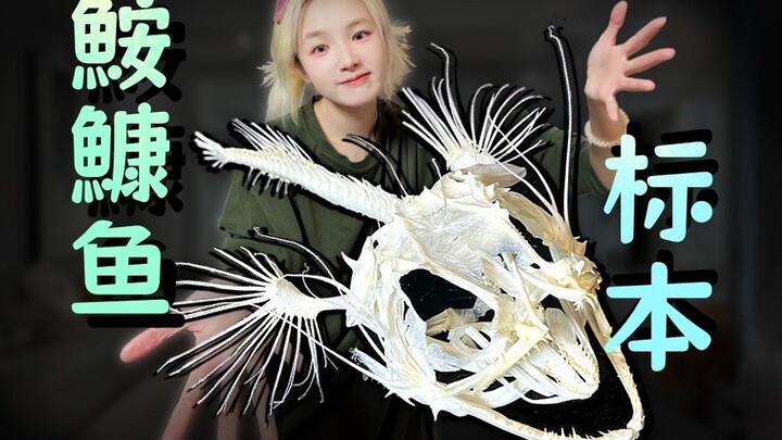 Đó là loài cá có “đèn lồng nhỏ” treo trên đầu! ^Quá trình chế tác tiêu bản xương cá vây tay^