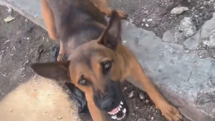 Đối phó với chó dữ thì cứ cãi nhau với nó, cãi không lại thì làm nũng!