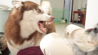 [Dog] This Husky dog is a coward and a bully at the same time