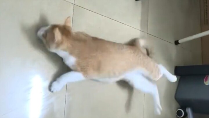 During the humid "return of the south wind" weather, the cat had a little fall—so slippery!