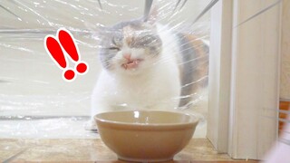 Will a cat run into cling film blocking its path? Cat: My face!