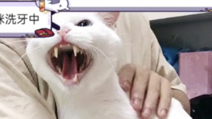 My cat hissed at everyone.