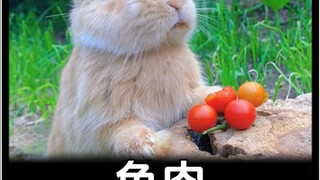 Is it true that people will starve to death if they only eat rabbit meat for a long time?