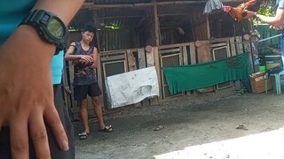 eto laban manok ng tropa ako nag bitaw magulang malaki maliit kalaban samin mataas bata sakto katawa