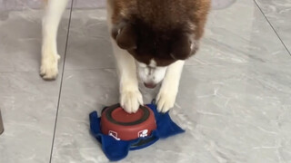 It turns out Huskies can do housework too—just look how well they mop the floor!