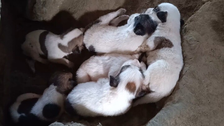 the puppies
