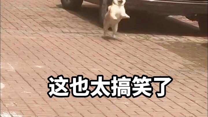 โลกพังพินาศ แต่เจ้าหมาน้อยคอยเย็บปะซ่อมแซม