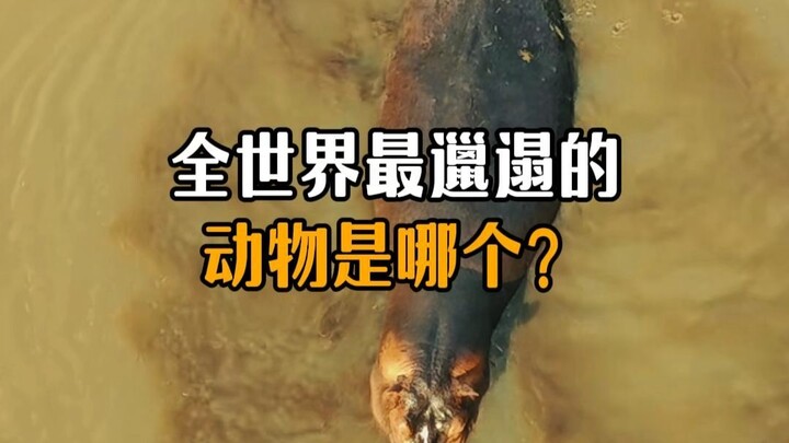Động vật bẩn thỉu nhất thế giới là loài nào?