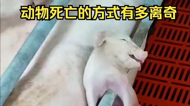 动物离奇死亡鉴定37