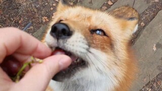 Come and feed the little fox some grapes~