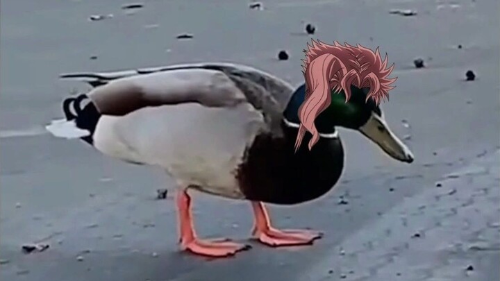 JOJO's bizarre daily life