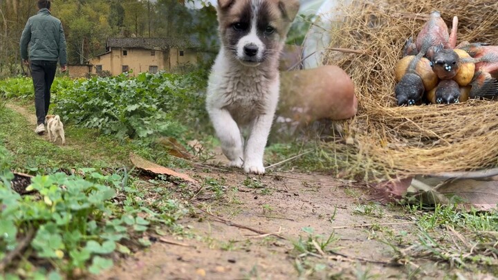 Membuat sarang untuk burung nuri berwarna-warni, tak sengaja menemukan benda antik berusia ratusan t