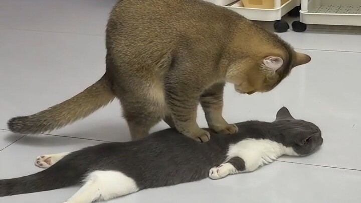 The Cute Kitten’s Weird Behavior