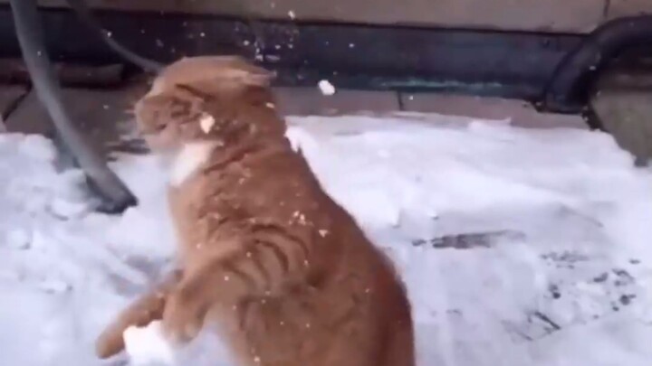 ما هو العدو الطبيعي للقطط يا ترى؟