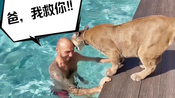 当爸爸跳入泳池中，美洲狮紧张了