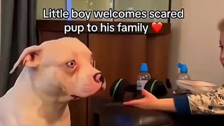 This world cannot be without puppies...