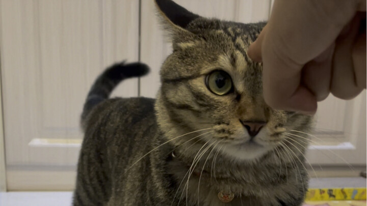 Mengapa kucing kecil tidak suka ditunjuk orang? Karena cakar mereka tidak bisa menunjuk, jadi mereka