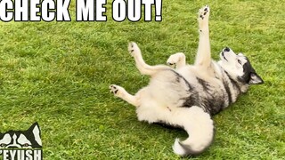 My Husky พยายามทำทุกอย่างเพื่อสร้างความประทับใจให้แม่ของฉัน! สตั้นด็อก!