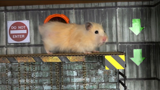 ภารกิจของหนูแฮมสเตอร์ EP 118