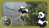 Panda Jack and Panda Rose "You Jump I Jump"