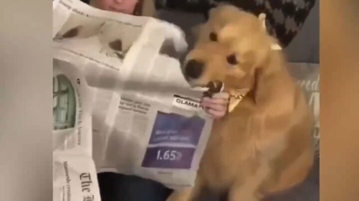 หมากัดหนังสือพิมพ์ฉัน