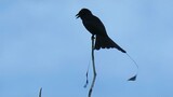 GREATER RACKET-TAILED DRONGO calling with synchronised flailing tail feathers