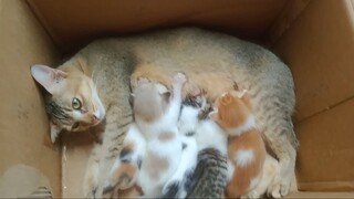 cat 🐈