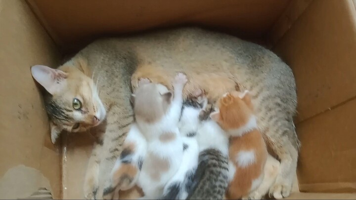 cat 🐈