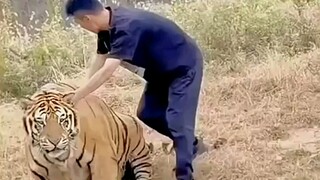 Riding a tiger is difficult to get off