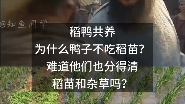 Nuôi vịt chung với lúa, vì sao vịt lại không ăn mạ lúa? Chẳng lẽ chúng cũng phân biệt được mạ lúa và