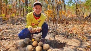 3ปีที่รอคอย!! กับการ "ขุดไข่เบ้า" อีกครั้งลูกกลมๆใต้ดิน ข้างในกินได้