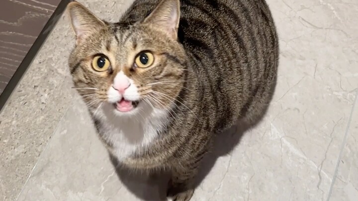 Kucing kecilku pikir dia galak banget hahahaahaha