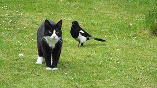 The cunning magpie teases the milk-cow cat, hahaha