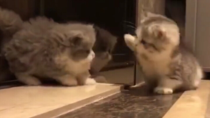 Peliharaan Imut-Cuplikan Gabungan Video Kucing Imut
